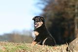 BERGER AUSTRALIEN PUPPIES 685